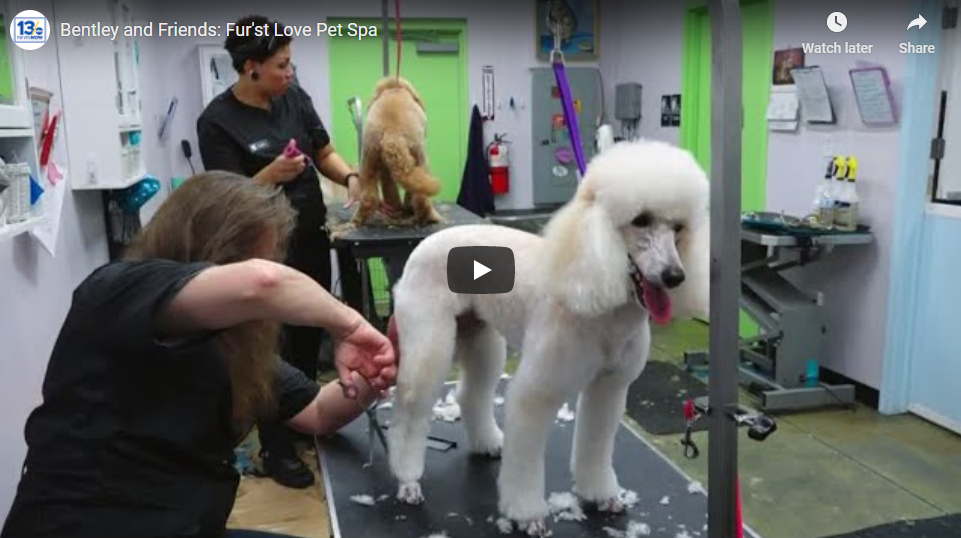 Furst Love Pet Spa – Where your pet is 
